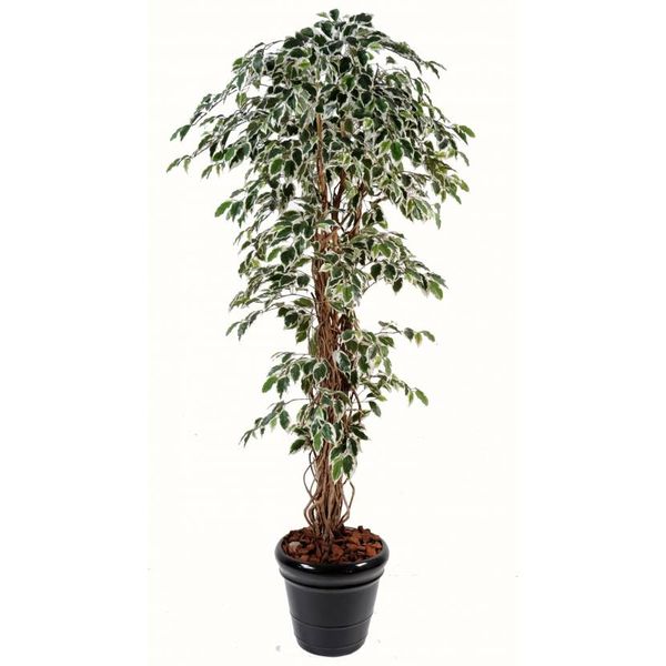 ficus-artificiel-h-1800-mm